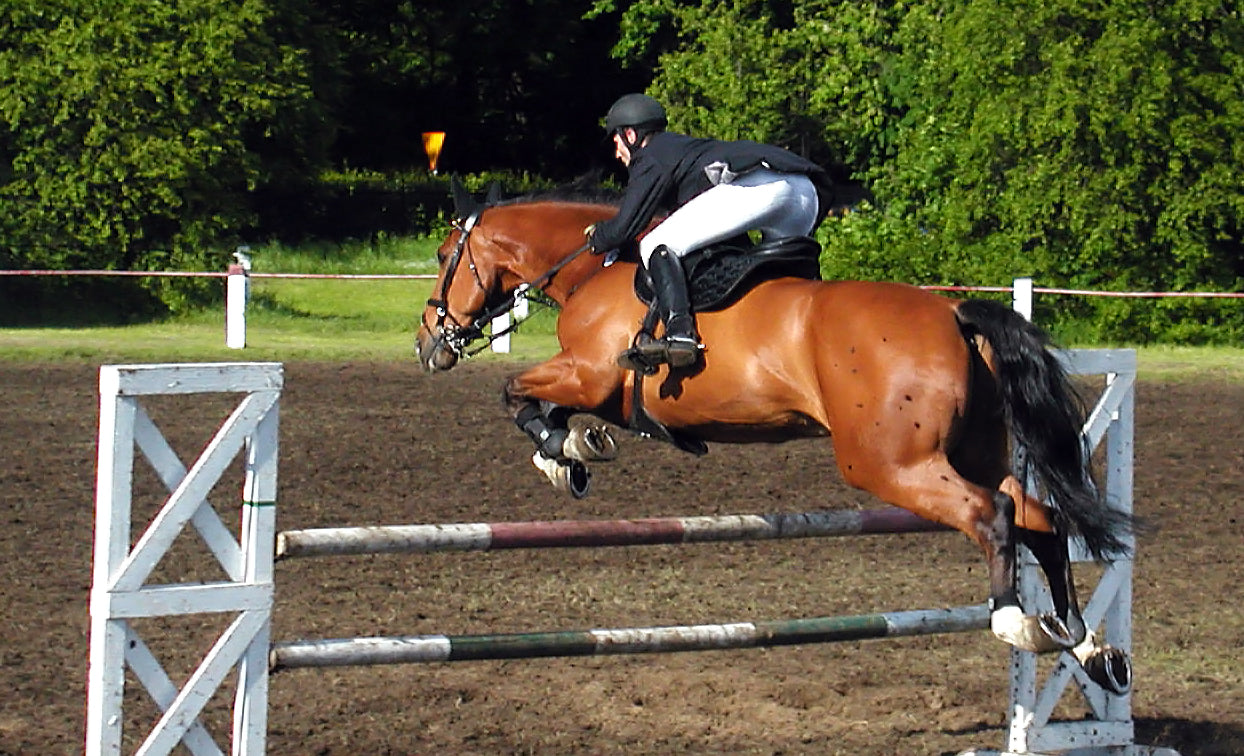 3 Gridwork Elements You Should Add to Your Riding Exercises
