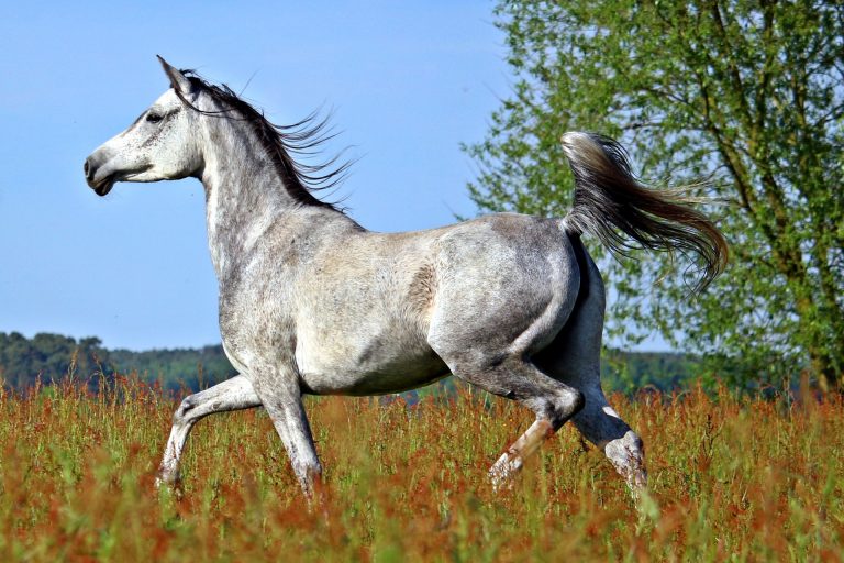 Equine Lameness: What It Is and How to Prevent It