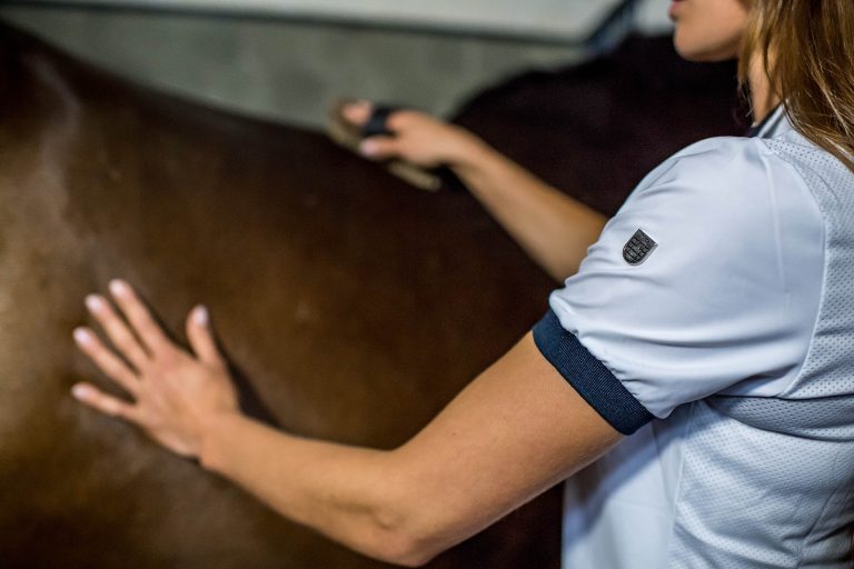 How to Groom a Horse: Step-by-Step Guide