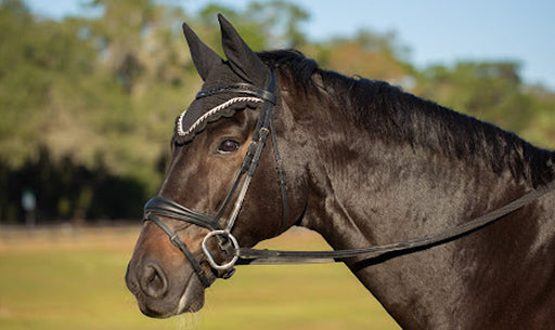 Bridles and Bits: Decoding Their Role in Horse Comfort and Rider Communication