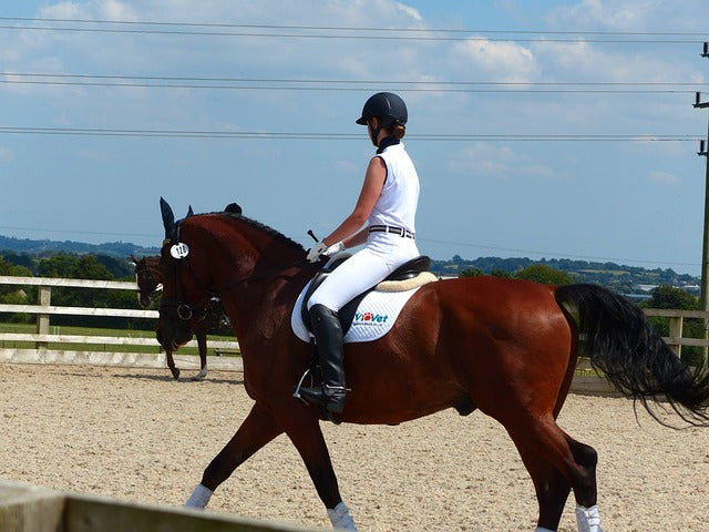 The Dressage Scales of Training: Connection (Part 3 of 6)