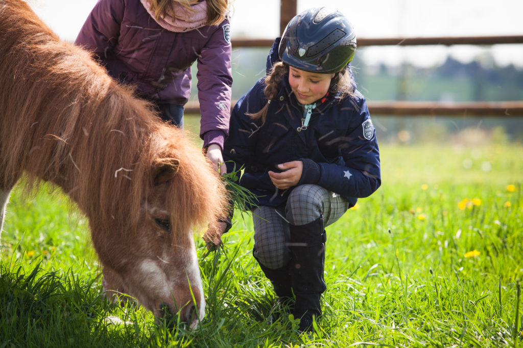 How To Care for a Miniature Horse (Complete Guide)