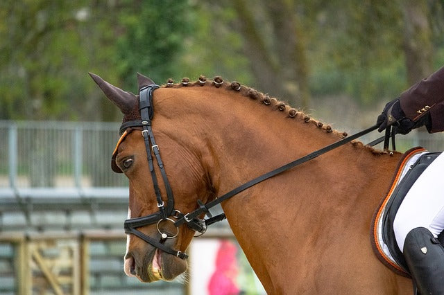 Spring Cleaning: How to Prepare for Horse Show Season (5 Tips)