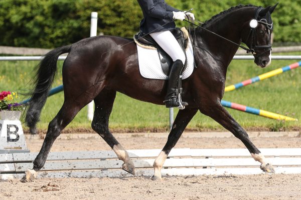 3 Exercises to Boost Your Medium Trot