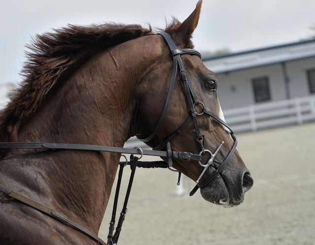 How to Correct a Sour Horse