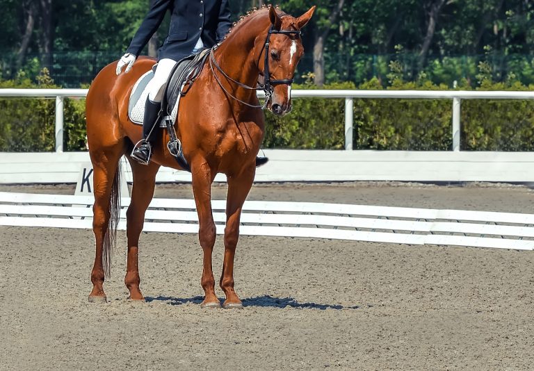 How To Ride a Perfectly Straight & Square Halt