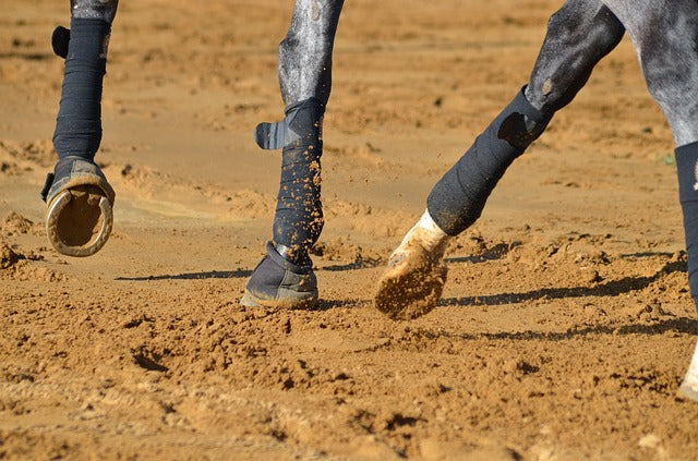 The Dressage Scales of Training: Rhythm (Part 1 of 6)