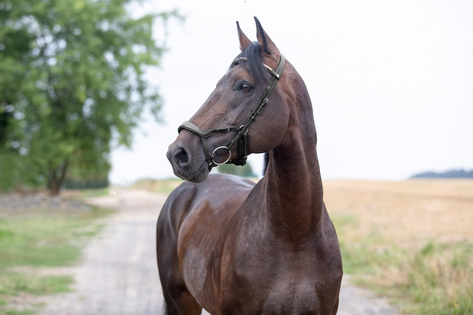 Do Anatomical Bridles Work?