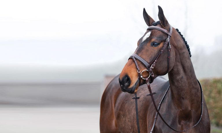 How to Choose the Perfect Bridle