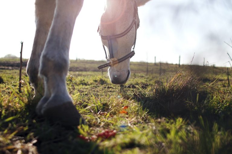 Keeping Your Horse Cool: Heat Management Tips for Summer Riding