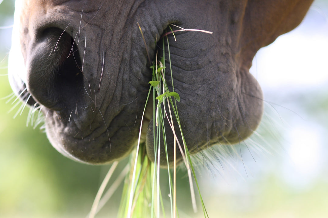 Equine Nutrition 101: Guide to Horse Nutrients and Feeds