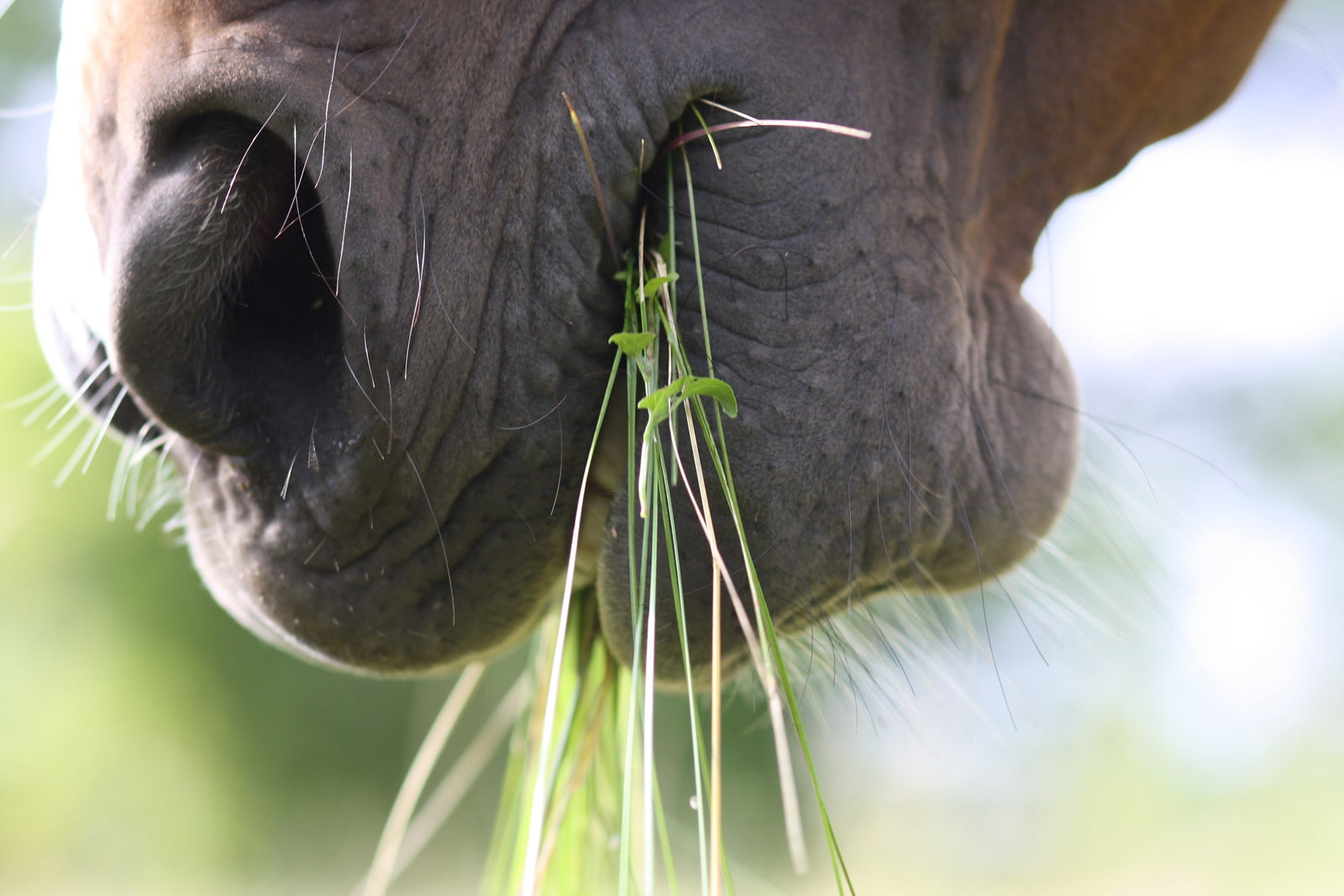 Equine Nutrition 101: Guide to Horse Nutrients and Feeds