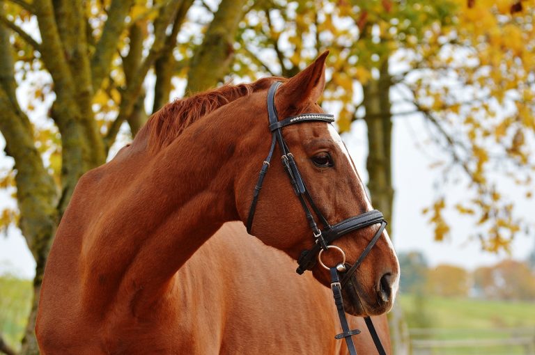 Ultimate Fall Horse Care Checklist (2022)