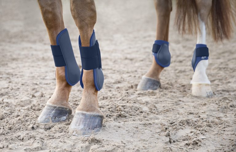 Guide to the Types of Leg Protection for Your Horse