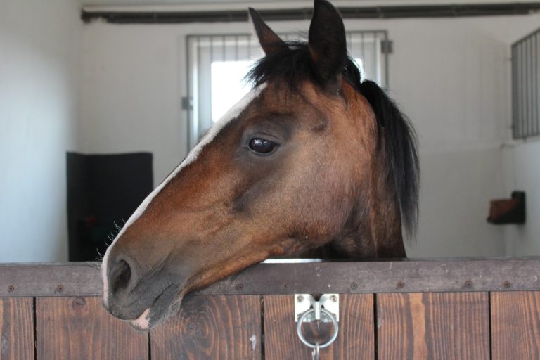 Why You Shouldn't Stable Your Horse