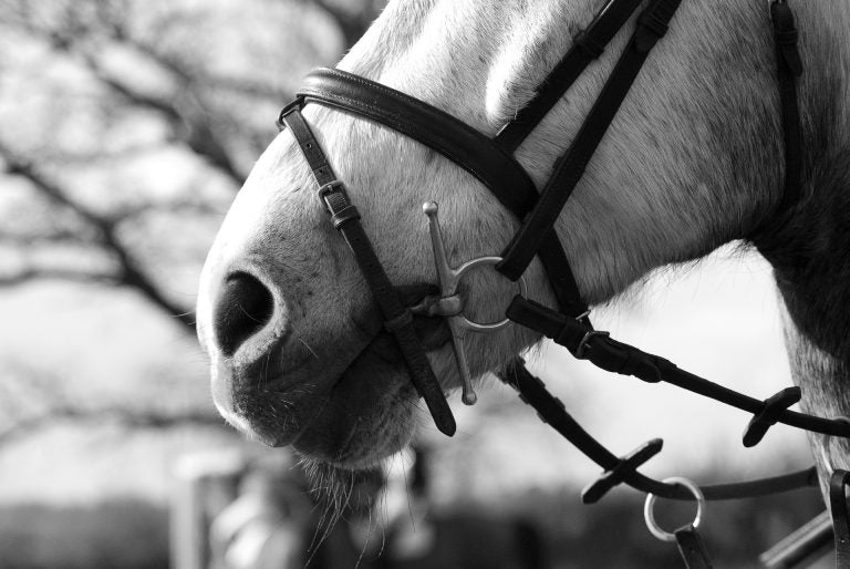 Horse Noseband Types: Cavesson, Flash, Crank, Drop, & More