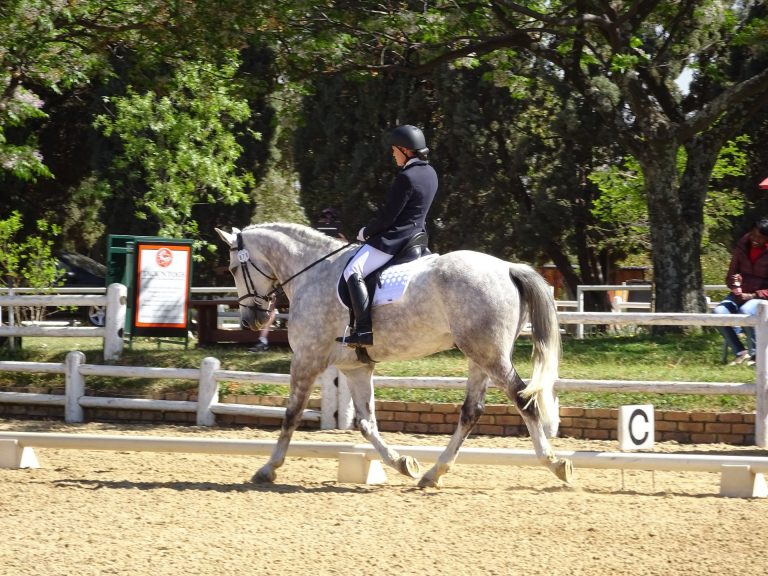 The Complete Guide to Riding a Half Halt