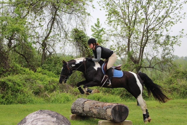 How to Introduce Your Horse to Cross Country