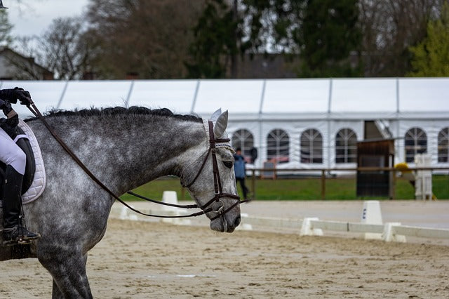The Dressage Scales of Training: Relaxation (Part 2 of 6)