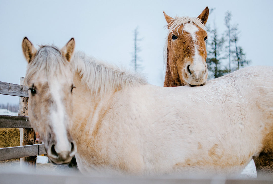 The Complete Guide to Horse Clipping