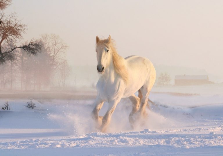 Complete Guide to Winter Horse Shoeing