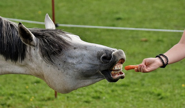 10 Treats Your Horse Will Love (That Aren’t Carrots!)