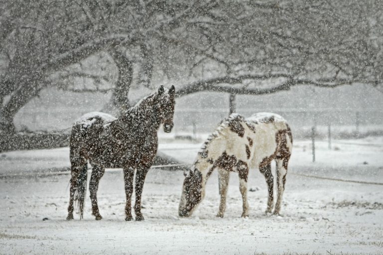 9 Winter Horse Health Problems You Need to Look Out For