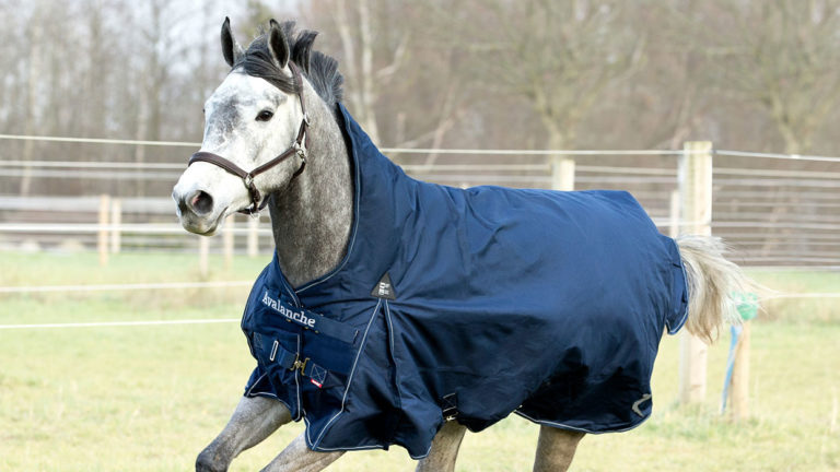 7 Horse Blanket Parts You Should Know