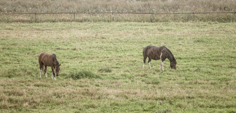 Can You Blanket a Wet Horse? (Complete Guide)