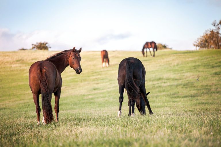 11 Top Fly Protection Tips for Horses
