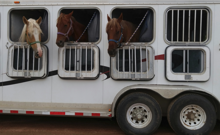 11 Horse Shipping Supplies You Should Have Right Now