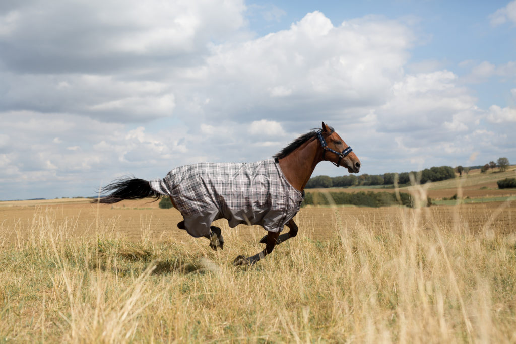 Horse Blankets: 3 Must-Know Features for Better Buys
