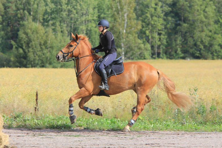 How to Thrive with a Horse Who is Strong in Canter