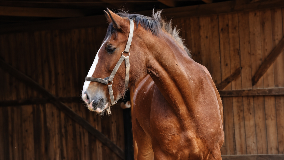 How to Get Rid of Your Horse's Long, Stubborn Winter Coat