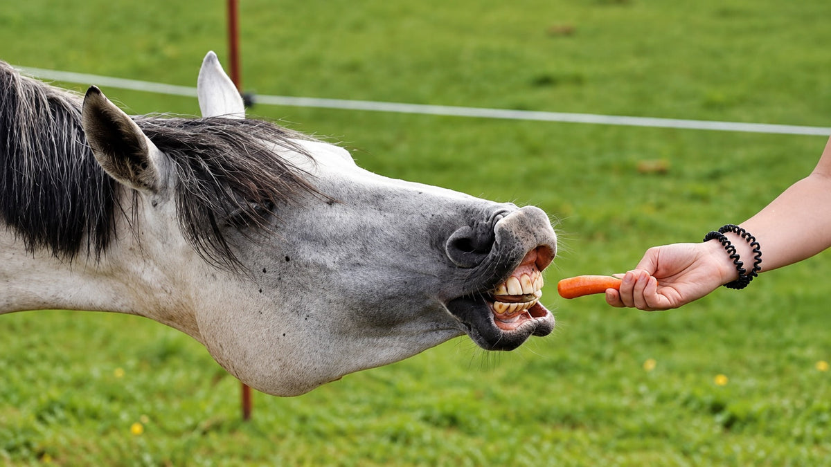 10 Treats Your Horse Will Love (That Aren’t Carrots!)