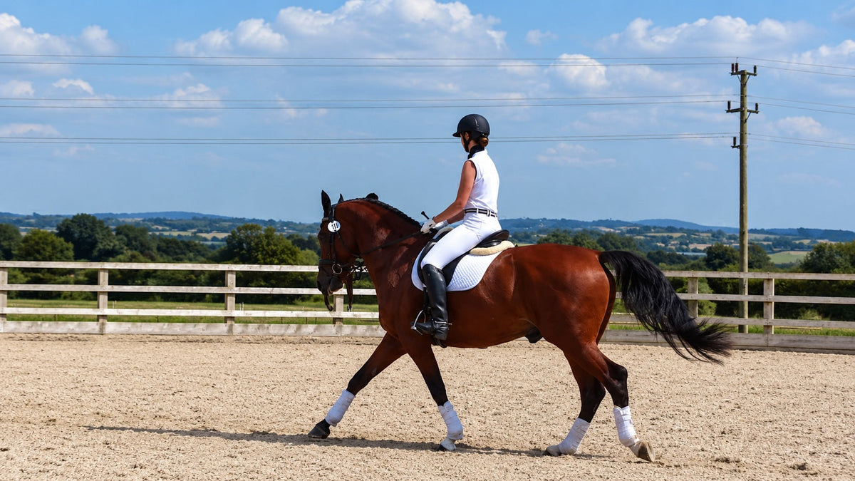 The Dressage Scales of Training: Connection (Part 3 of 6)