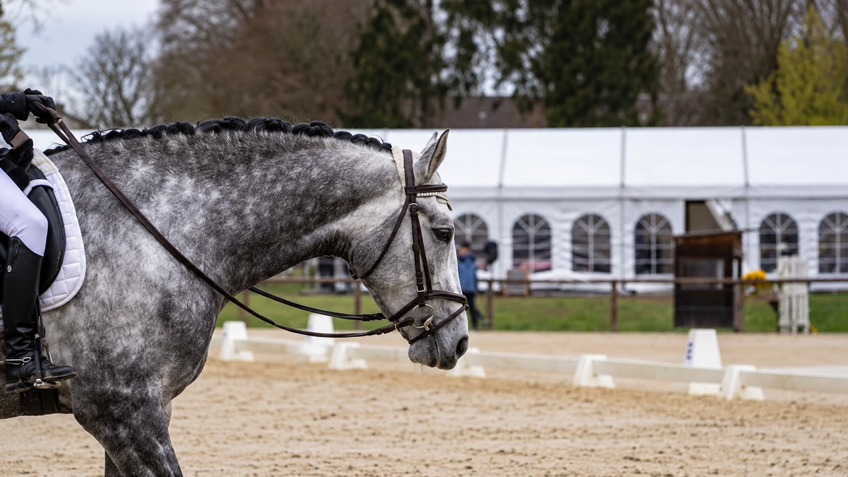 The Dressage Scales of Training: Relaxation (Part 2 of 6)