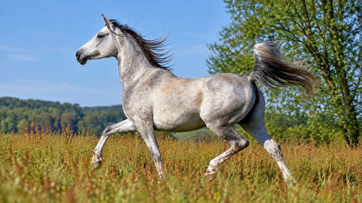 Equine Lameness: What It Is and How to Prevent It
