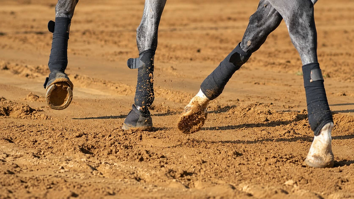 The Dressage Scales of Training: Rhythm (Part 1 of 6)