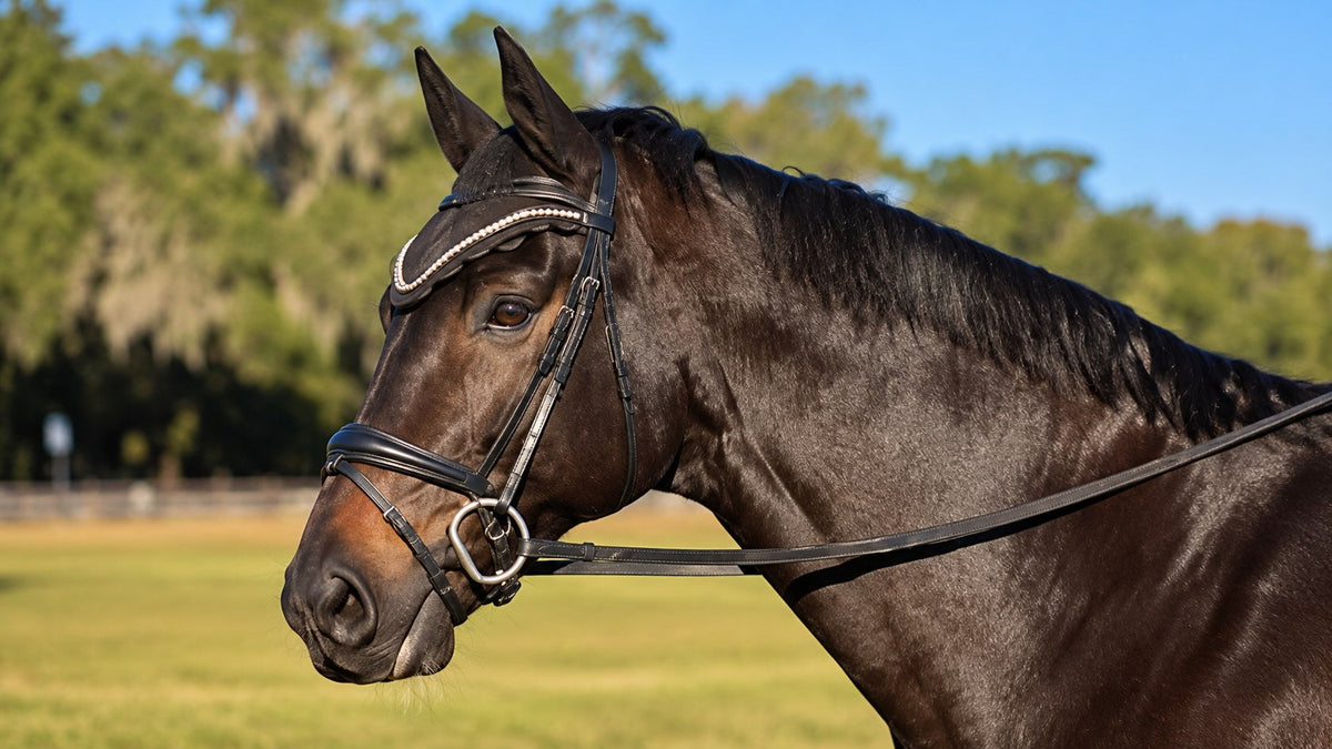 Bridles and Bits: Decoding Their Role in Horse Comfort and Rider Communication