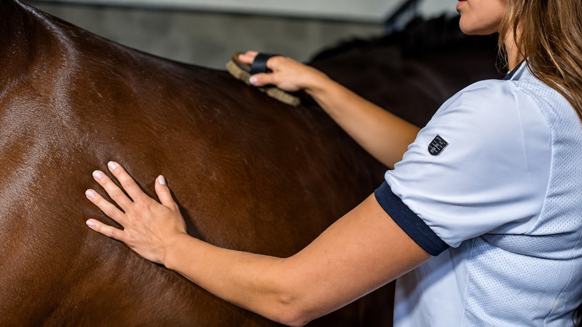 How to Groom a Horse: Step-by-Step Guide