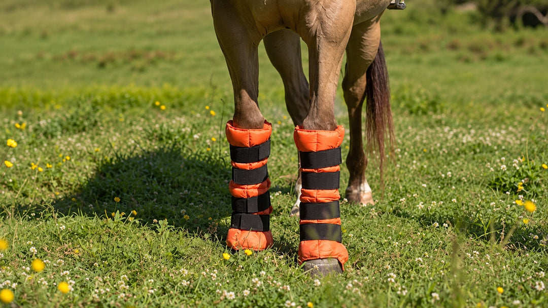 Boots, Wraps & Beyond: Build Your Horse’s Recovery Kit