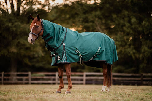 Turnout or Stable? Choosing the Right Blanket for Your Horse