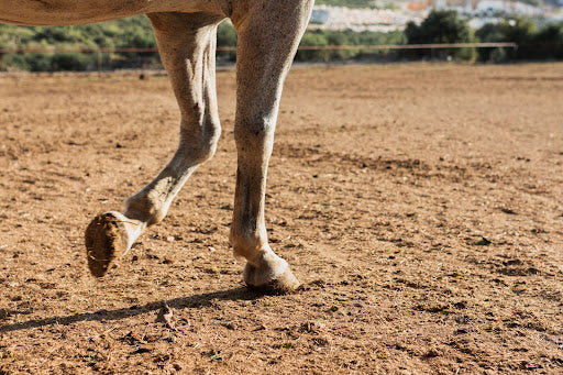 Winter Hoof Care: Prevent Cracks and Cold-Related Issues