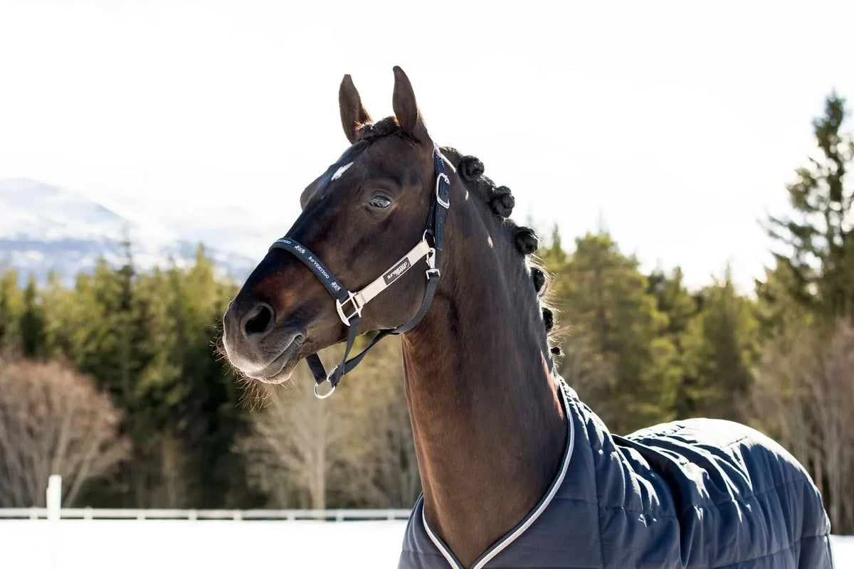 Winter Horse Care Checklist: Keeping Your Horse Warm, Safe &amp; Healthy
