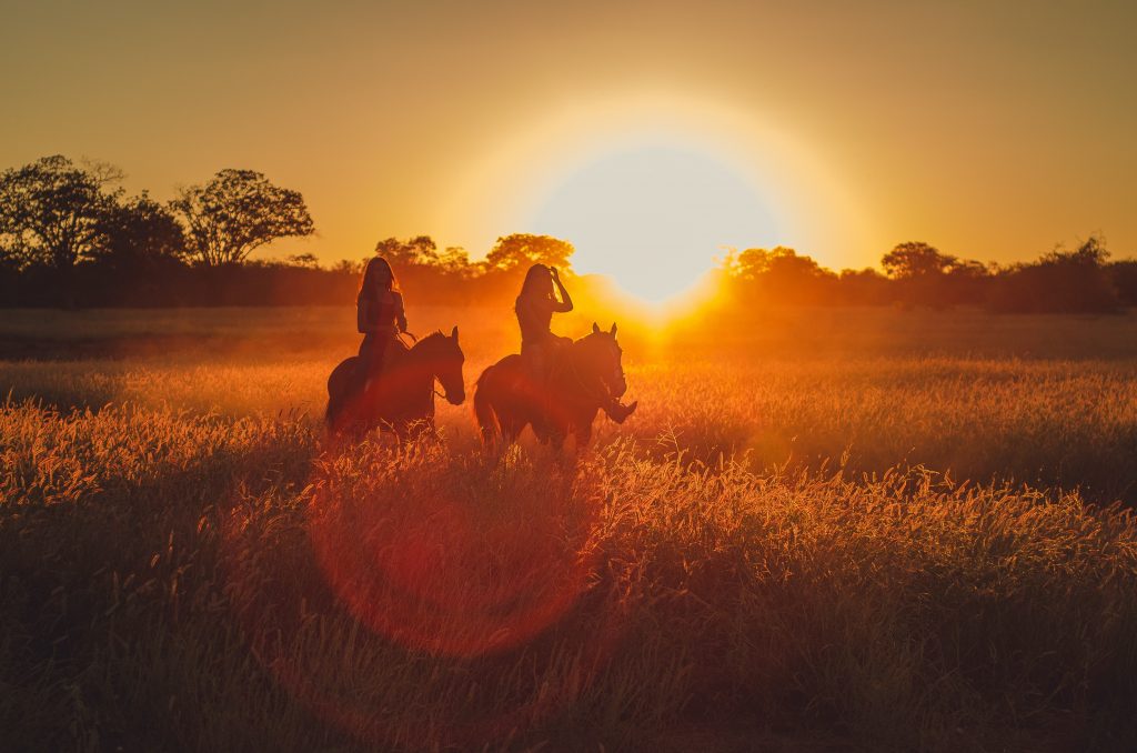 Everything You Need to Know About Caring for the Senior Horse
