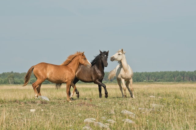 8 People Every Horse Person Should Know About