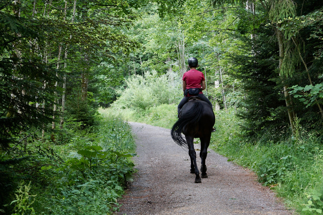Ultimate Horse Glossary for English Riders