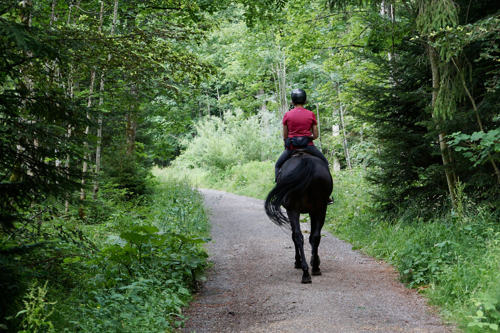 Ultimate Horse Glossary for English Riders
