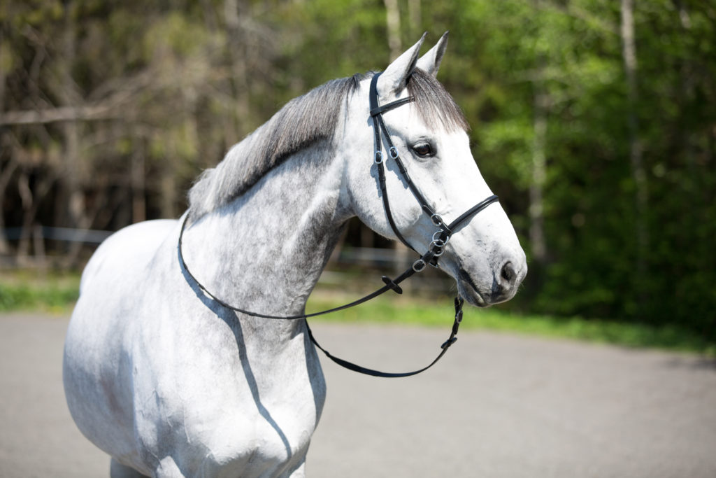 Should You Use a Bitless Bridle? (Pros and Cons)